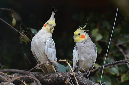 two cockcatiel perch on branch thumbnail