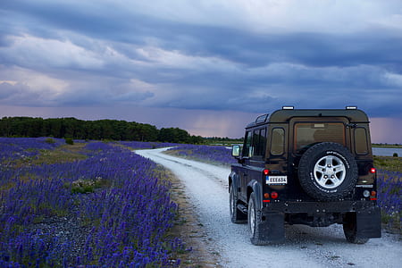 Black Suv in Between Purple Flower Fields thumbnail