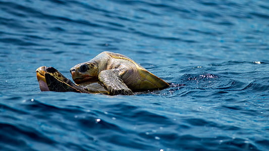 two turtles on body of water during daytime thumbnail