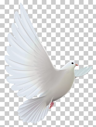 Pigeons and doves Bird Prayer , White Dove Transparent , white dove with blue background PNG clipart