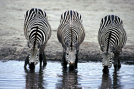 three Zebras drinking water during daytime thumbnail