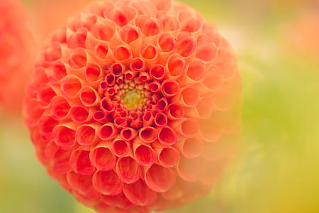 Close-Up Photography of Orange Dahlia Flower thumbnail
