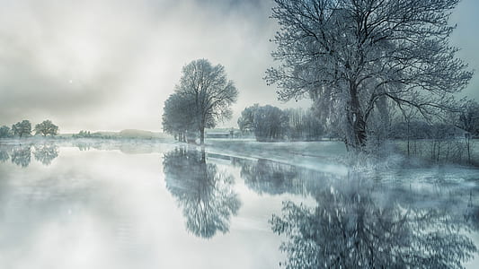 grayscale photo of tree near at body of water thumbnail