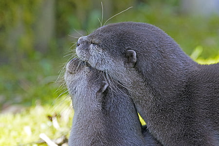 shallow focus photography of sea lions thumbnail