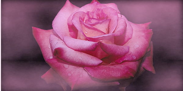 pink rose blooming thumbnail