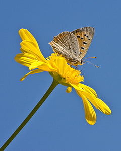 brown moth perching on yellow flower thumbnail
