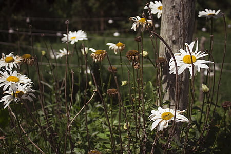 daisy flowers beside tree thumbnail