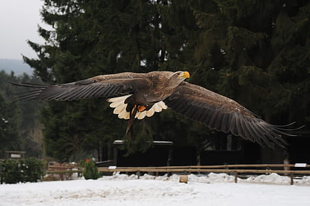 bald eagle on the air near the tree at daytime thumbnail