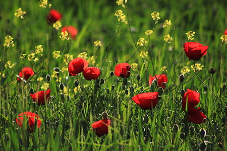 shallow focus photo of red flowers thumbnail