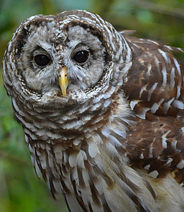 macro photography of brown owl thumbnail