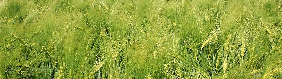 painting of grass field thumbnail