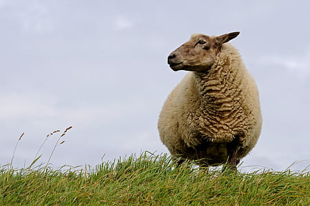 brown sheep thumbnail