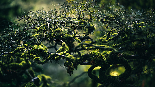 closeup photography, green plant, nature, water thumbnail