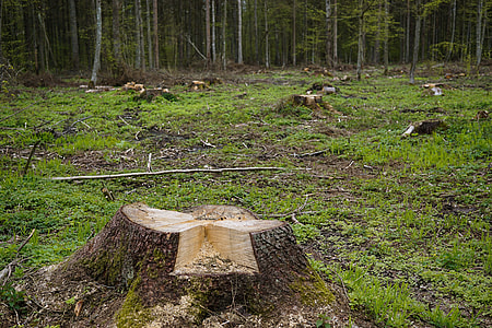 brown tree stumps on grass field thumbnail