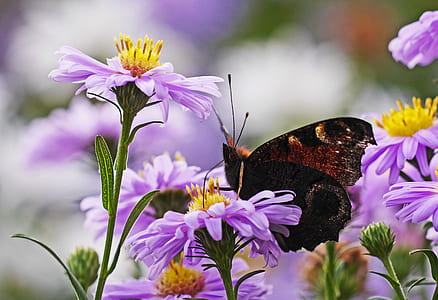 brown butterfly perching on purple flower in selective focus photography thumbnail