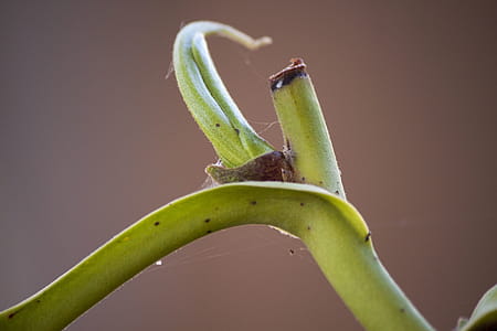 Sprout Growing Bellow Cut thumbnail