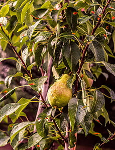 oval green fruit thumbnail