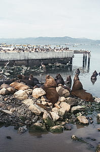 flock of birds on dock thumbnail