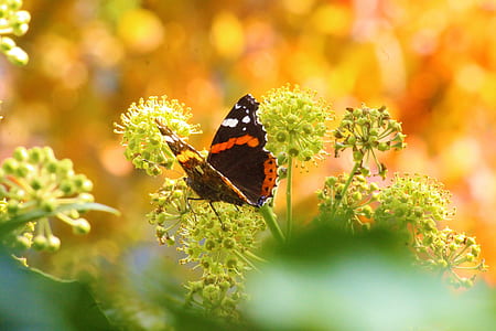 red admiral butterfly perching on green flower in close-up photography thumbnail