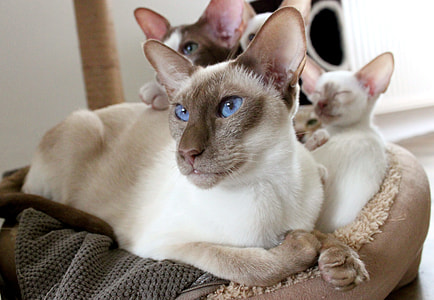 three white felines on pet bed thumbnail