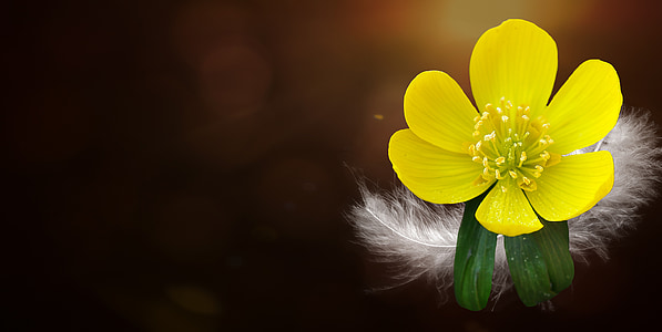 yellow flower thumbnail