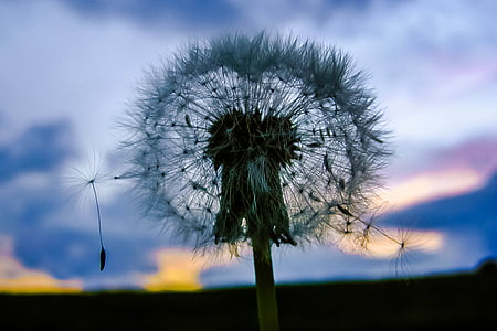 closeup of dandelion flower thumbnail