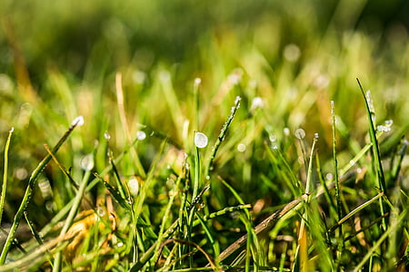close-up photography of green grass thumbnail