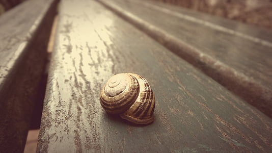 selective focus photography of brown snail thumbnail