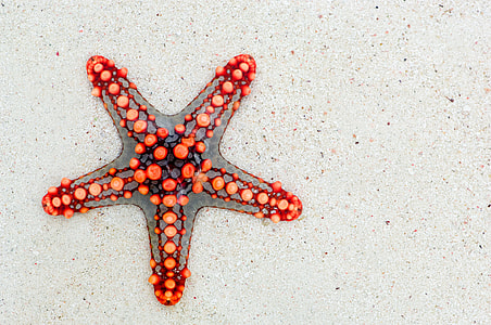 orange and gray Star Fish on gray sand thumbnail