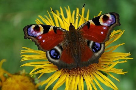 macro photography of peacock butterfly perching on flower thumbnail