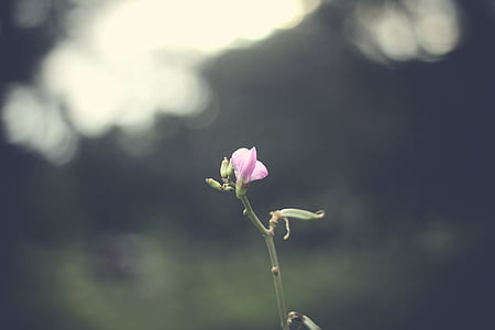 pink flower thumbnail
