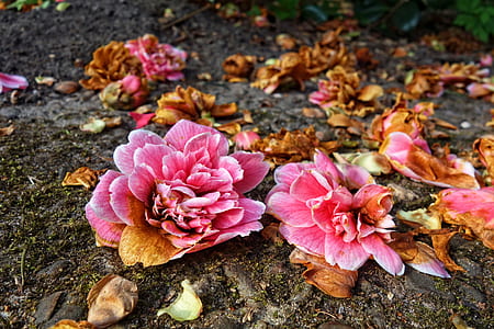 pink petaled flowers thumbnail