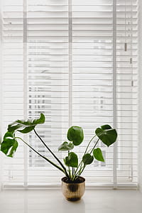 Monstera in the gold pot thumbnail