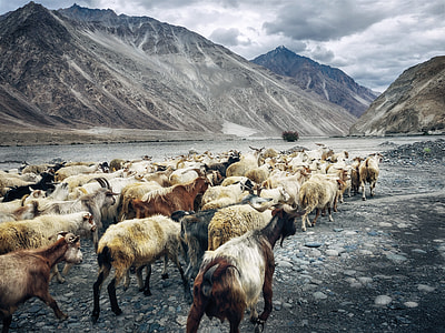 herd of goat walking to a body of water thumbnail