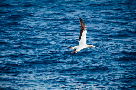 time lapse photography of flying seagull thumbnail
