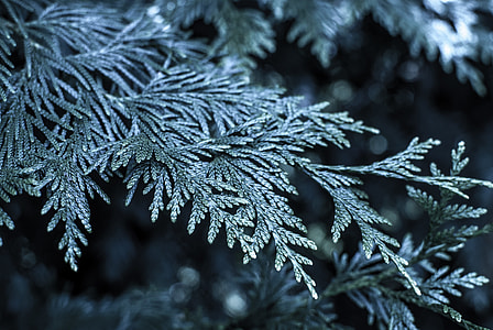selective focus photography of tree thumbnail