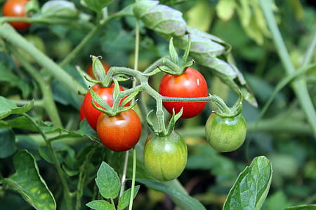 ripe tomatoes thumbnail