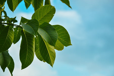 undershot photography of green leafed tree thumbnail
