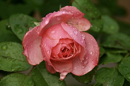 photography of pink rose with dew drops thumbnail
