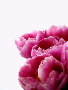 pink tulip bouquet closeup photography thumbnail