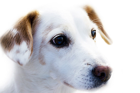 close shot of short-coated white and brown puppy thumbnail