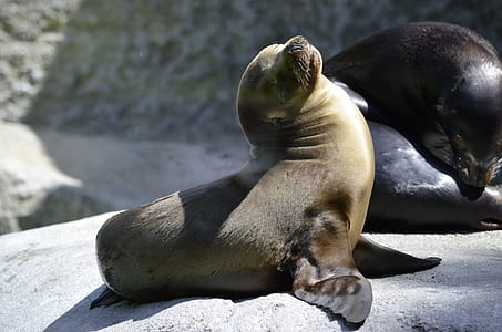 two brown seals on gray rock formation thumbnail