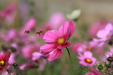 two honeybees to perch on pink cosmos flower thumbnail