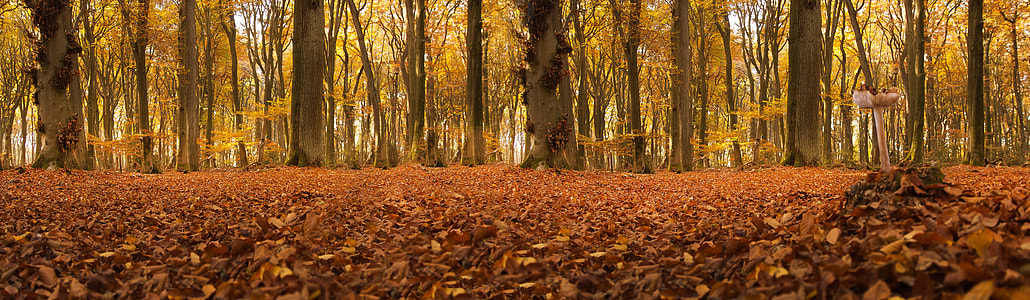 forest tall trees under sunny sky thumbnail