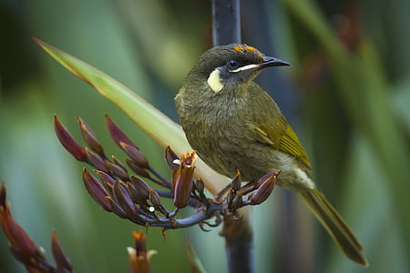 photo of brown bird perching on maroon petaled flowers thumbnail