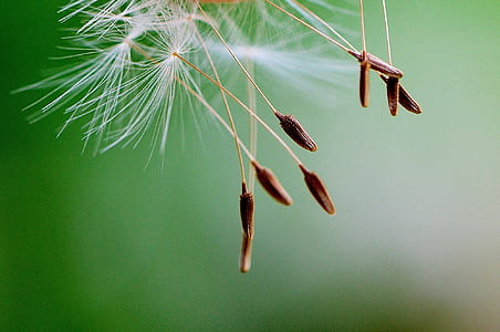 selective focus photography of white dandelion thumbnail