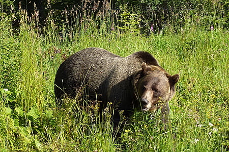 black bear on grass thumbnail