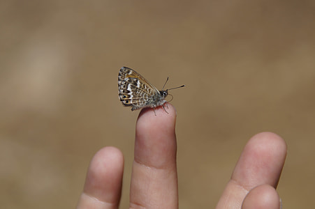 brown and black butterfly perched on person's finger thumbnail