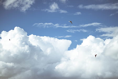 bird's eye view photography of two flying birds thumbnail