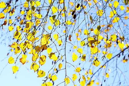 low angle shot of yellow leafed plant thumbnail